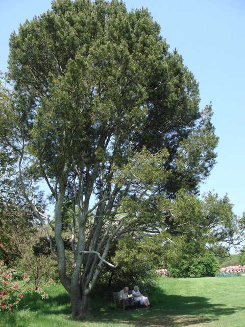 Pinus bungeana silhouette